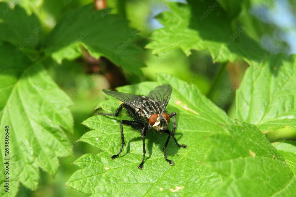 Black fly on green leaves in the garden, closeup Black fly on green leaves in the garden, closeup