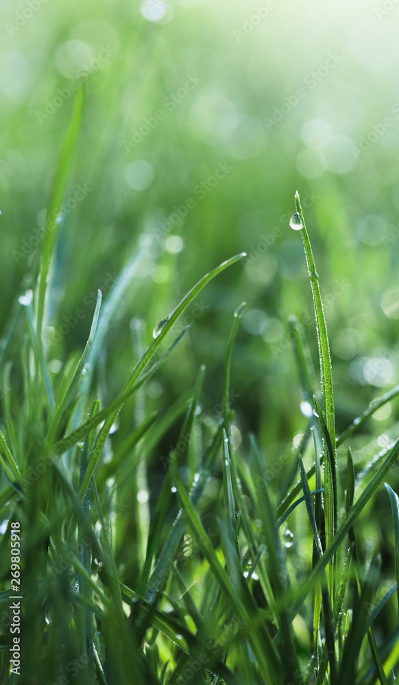 Obraz premium Rain on grass