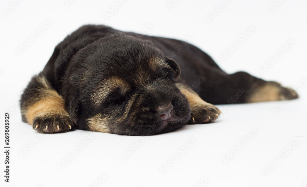 Obraz premium blind newborn puppy Shepherd on a white background