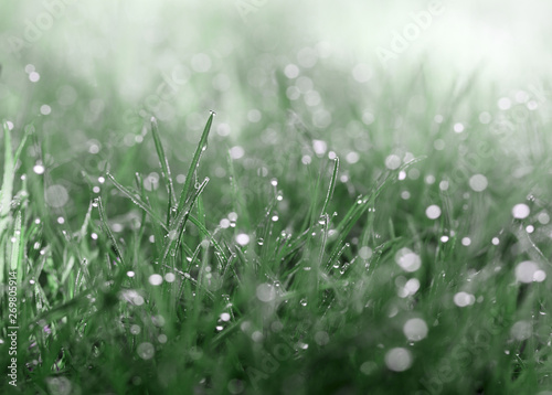 Dew on meadow