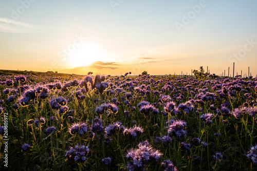 field of flowers and blue sky