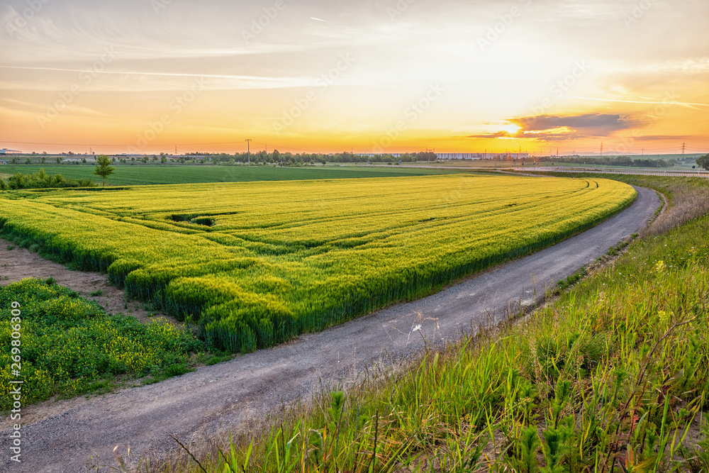 Naklejka premium rye field in germany at sunrise