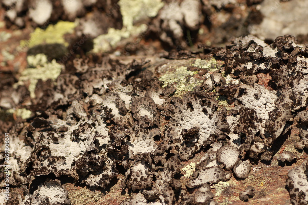 Lichen Lichen