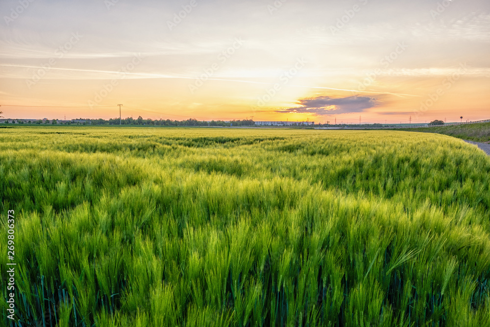 rye field in germany at sunrise