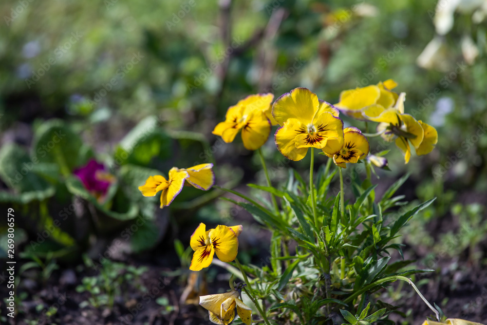 Fototapeta premium pansies