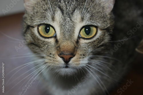 portrait of a cat