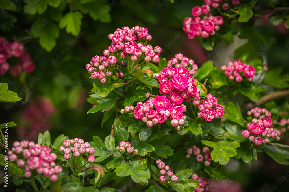 pink hawthorn flowers