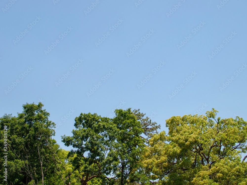 木と空