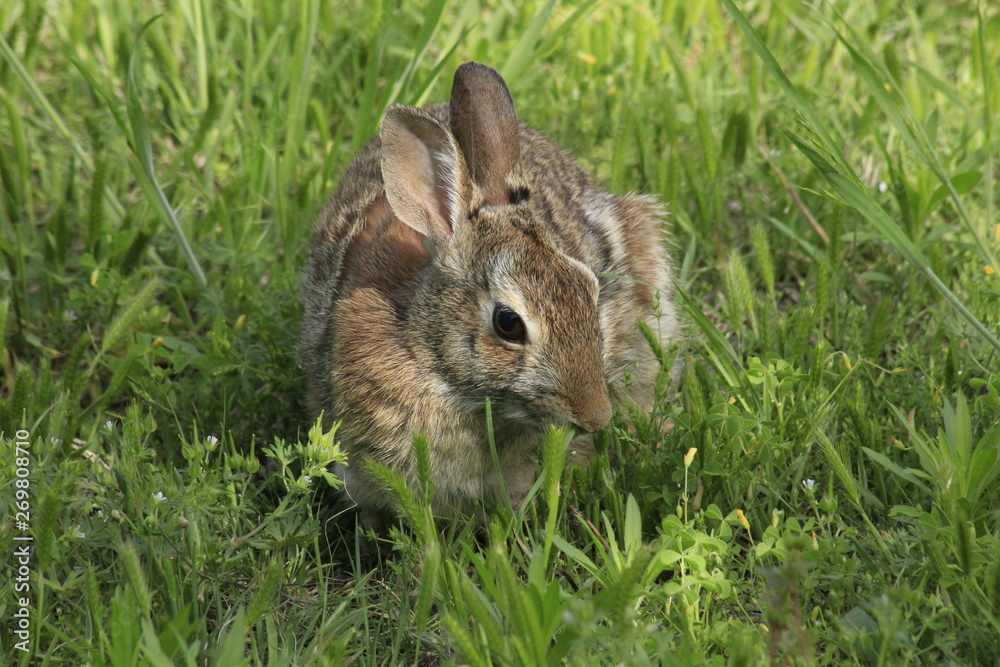 Fototapeta premium Bunny Rabbit shot closeup in the green grass
