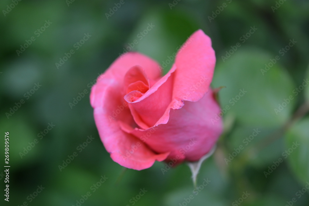 Beautiful blooming buds of pink roses. Natural nature with green leaves and landscaping.