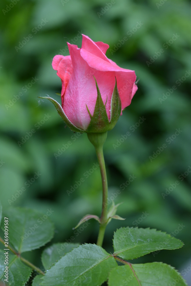 Beautiful blooming buds of pink roses. Natural nature with green leaves and landscaping. Beautiful blooming buds of pink roses. Natural nature with green leaves and landscaping.