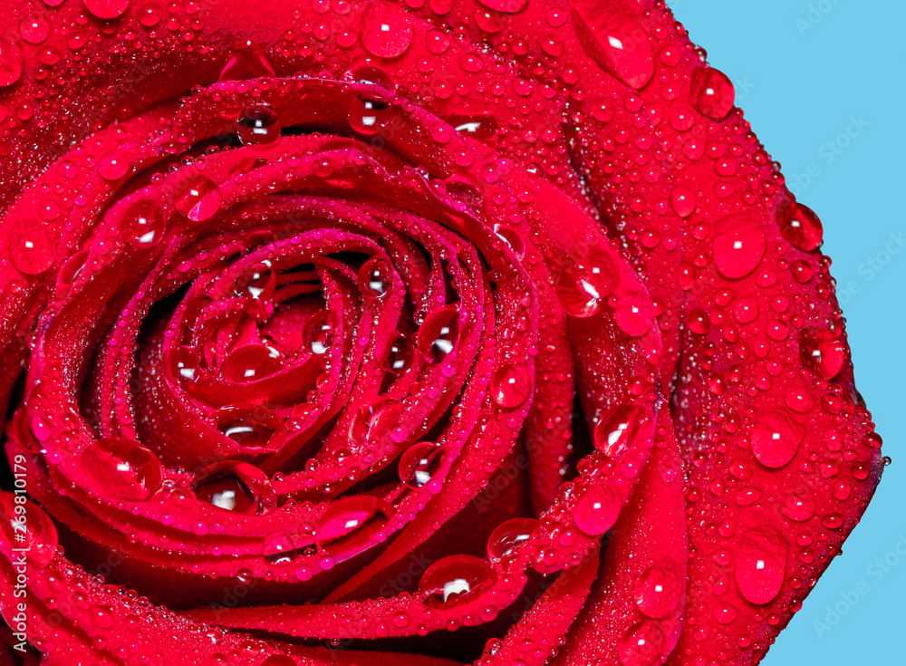 Red rose in water drops. Macro