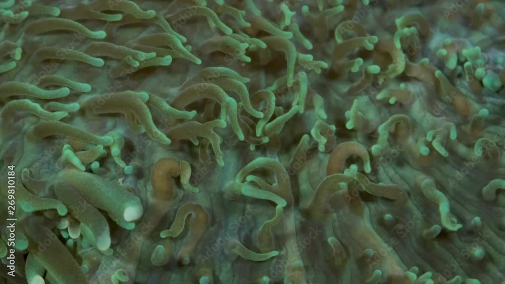 Close-up of polyps Short tentacle plate coral (Cycloseris tenuis). Super macro 2:1, underwater shot, 4K / 50fps, underwater shots Close-up of polyps Short tentacle plate coral (Cycloseris tenuis). Super macro 2:1, underwater shot, 4K / 50fps, underwater shots