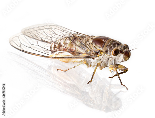 Cicada insect, on white background © tatui1761
