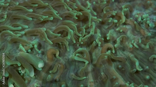 Close-up of polyps Short tentacle plate coral (Cycloseris tenuis). Super macro 2:1, underwater shot, 4K / 50fps, underwater shots photo