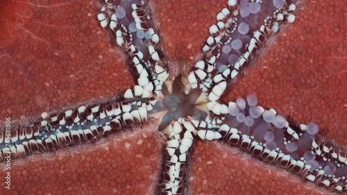 Detail of starfish is hides water vascular system for locomotion. Closeup of starfish vascular system on aquarium glass. Red-knobbed Sea Star (Protoreaster linckii). Super macro 2:1, 4K - 50fps photo