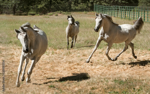three grey arabian mares galloping and trotting at liberty in a pasture on a horse farm © Sarit Richerson