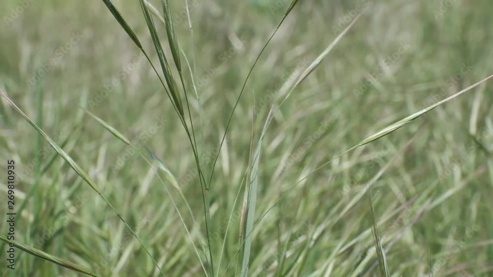 Close-up of Barren brome, Natural background, Full HD - 60fps Close-up of Barren brome, Natural background, Full HD - 60fps