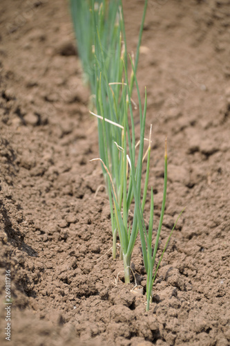 Welsh onion – Allium fistulosum. It is called “Negi” in Japan.