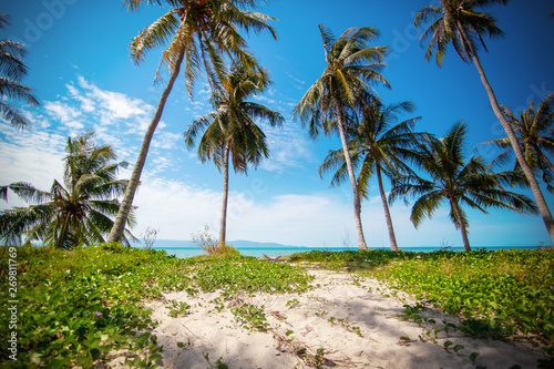 Beautiful tropical landscape  palm grove on beach. Vacation and travel background