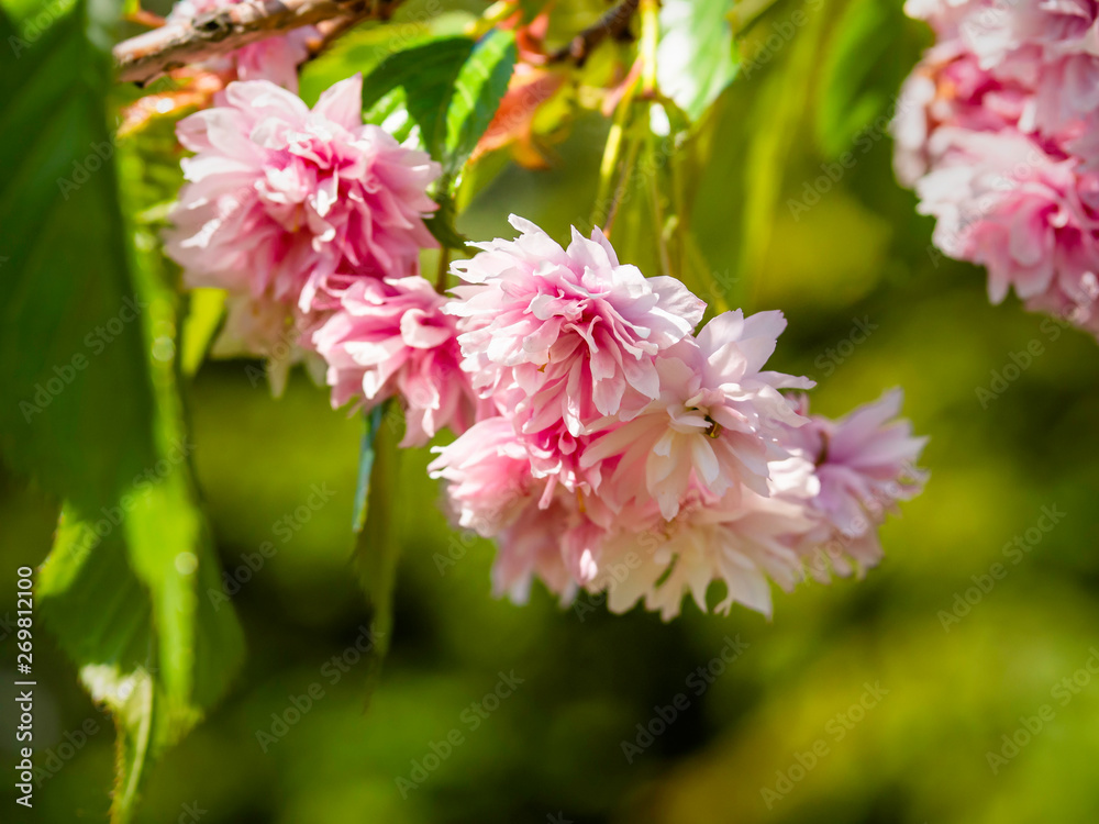 Cherry blossoms, beautiful light red flowers of Prunus serrulata P. ‘kanzan’ blooming, close up with selective focus Cherry blossoms, beautiful light red flowers of Prunus serrulata P. ‘kanzan’ blooming, close up with selective focus