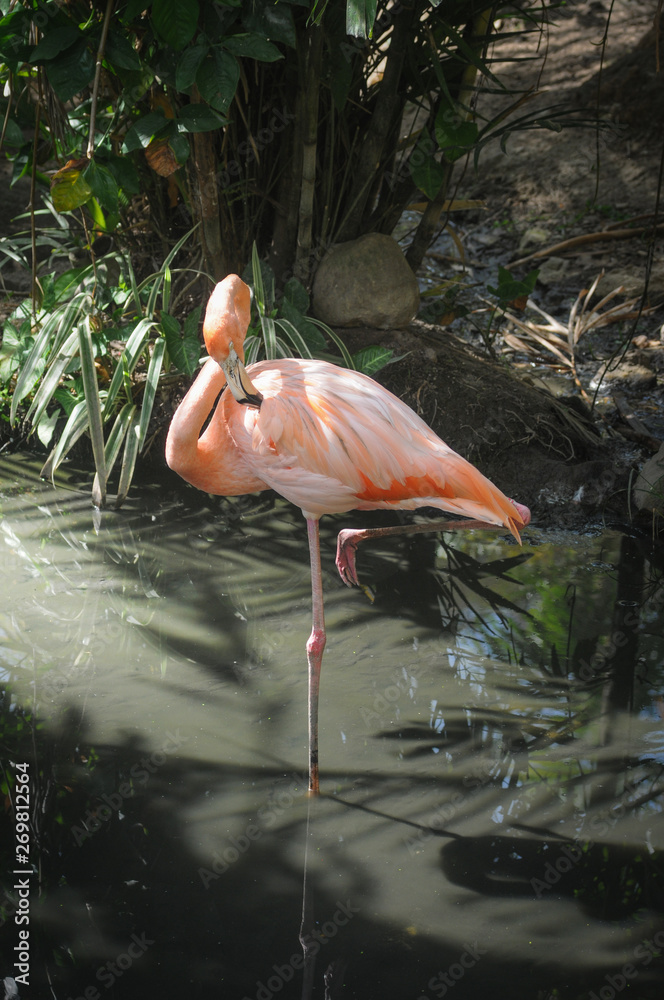 Un flamant rose sur une patte, Phoenicopterus roseus. Stock Photo | Adobe  Stock