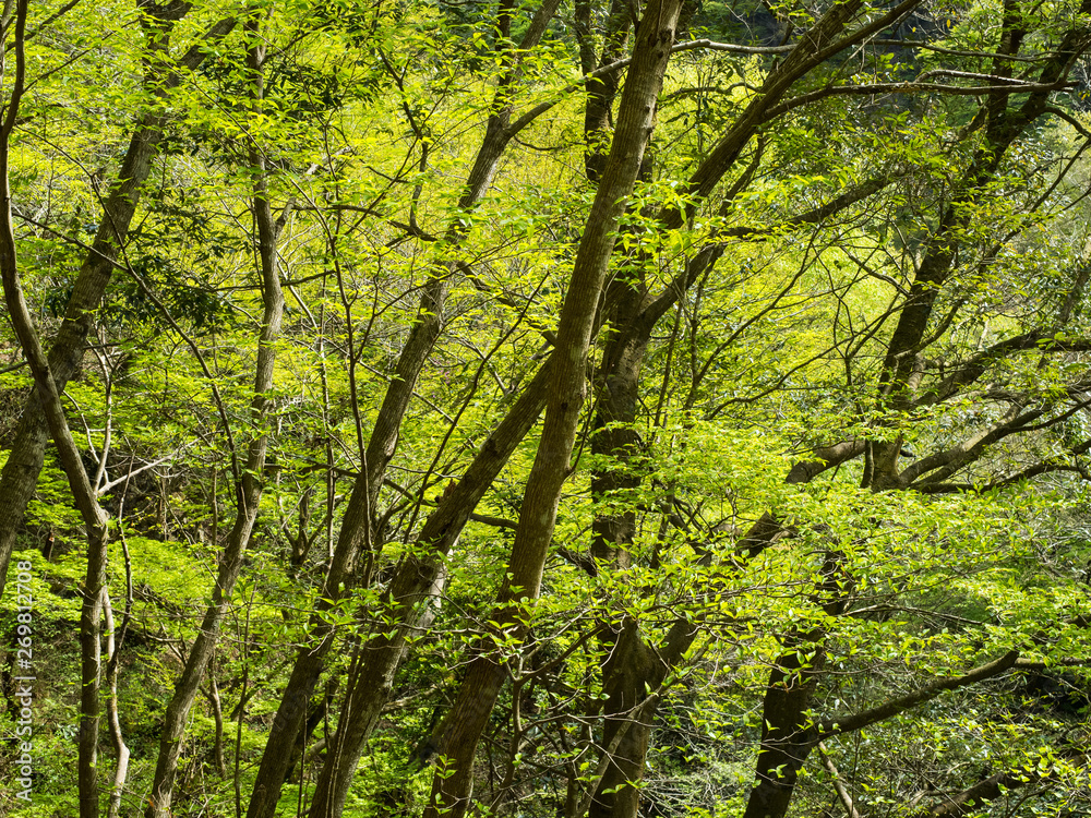 Obraz premium 新緑