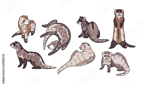 Ferret vector illustration. Hand drawn set of cute Mustela putorius furo in different poses.