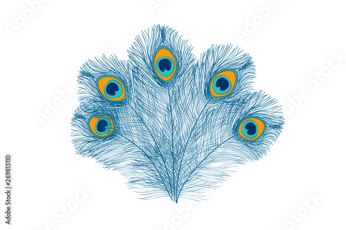 Peacock feathers, flat style. Straight and curved. Blue colored feathers of exotic birds
