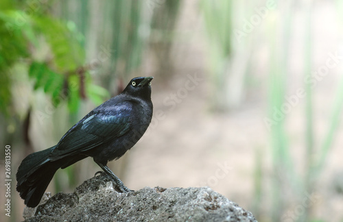 Faune des antilles. Oiseau noir aux relfets violets. Le quiscale merle. Quiscalus lugubris photo