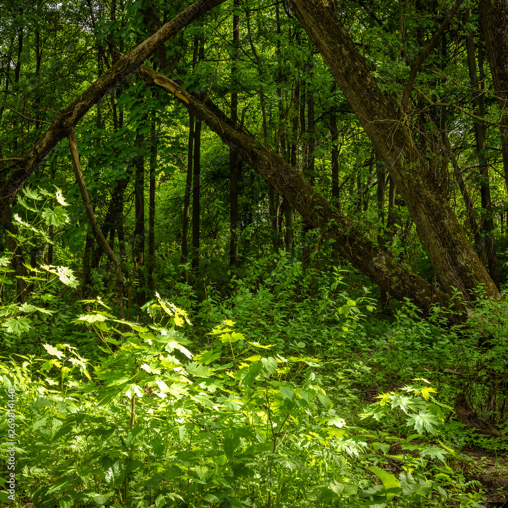 Mystical forest landscape with highlights on the grass and shadows on a broken tree Mystical forest landscape with highlights on the grass and shadows on a broken tree