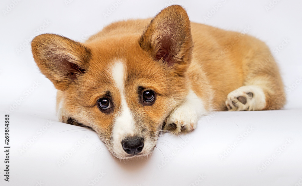 little redhead welsh corgi pembroke puppy on a white background