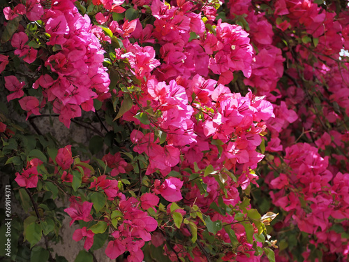 Wonderful pink blooming azalea flowers photo