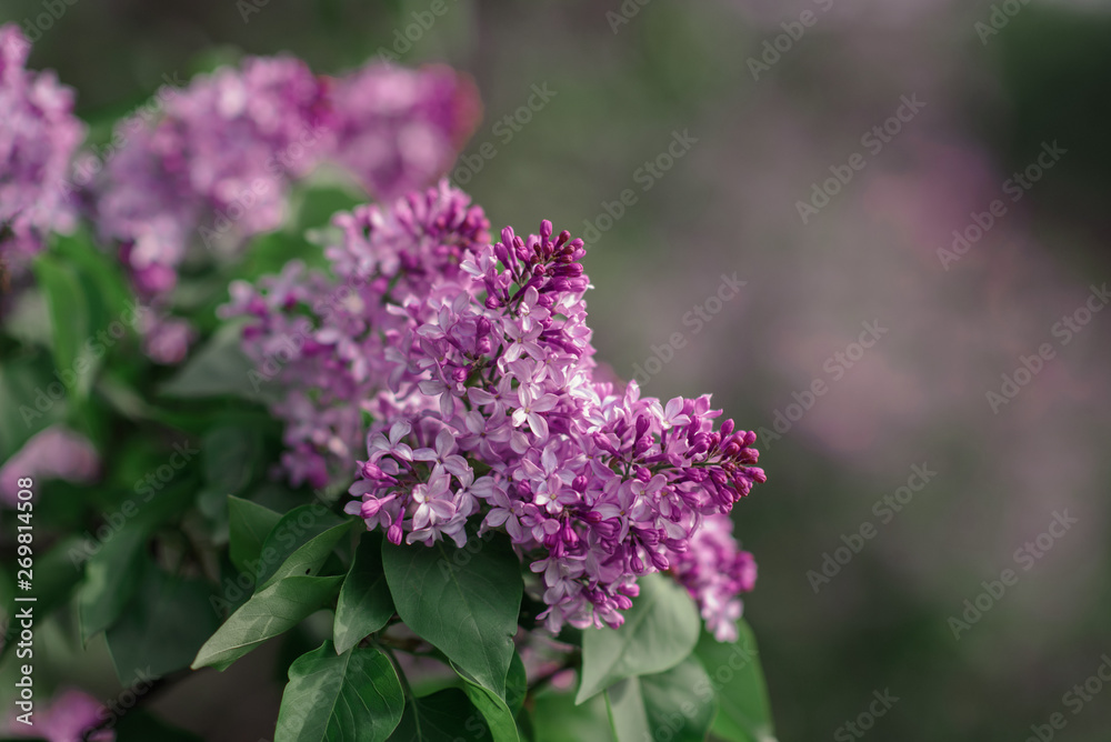 antasy bLilac trees in blossom