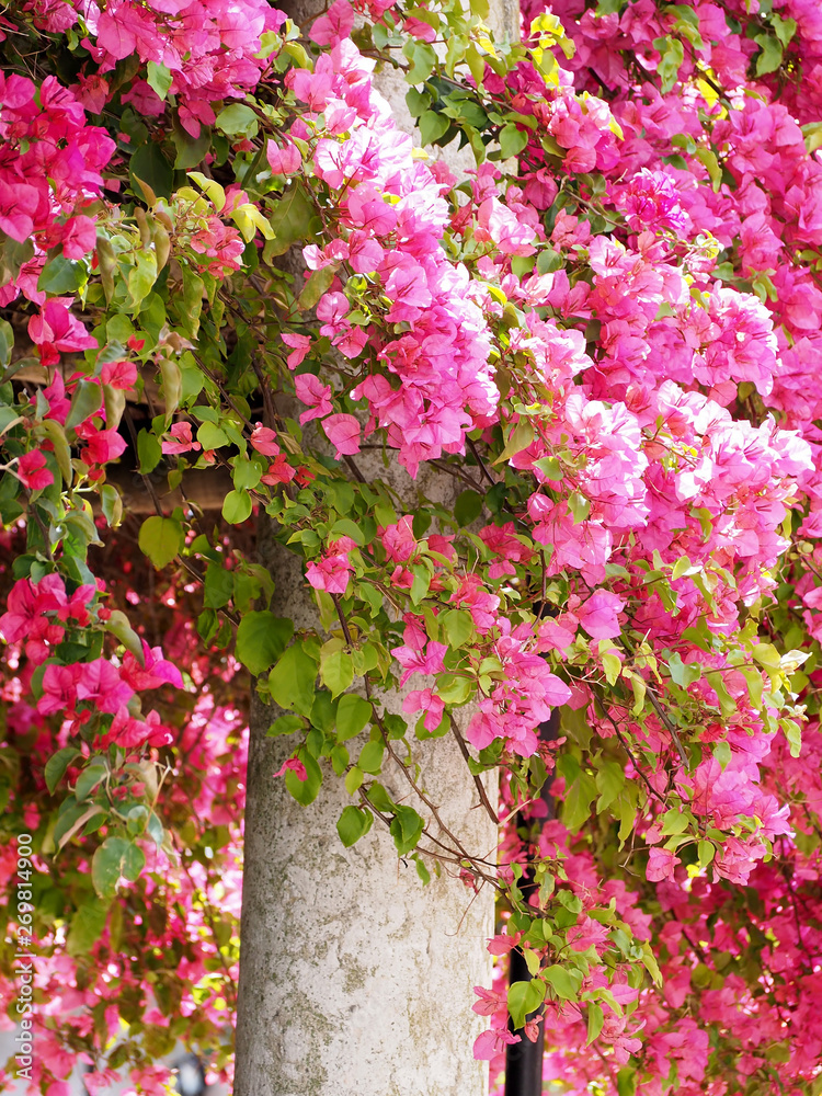 Naklejka premium Wonderful pink blooming azalea flowers