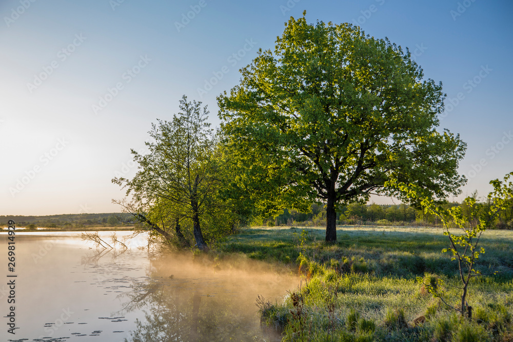 beautiful summer landscape, tree in soft sunlight by the lake