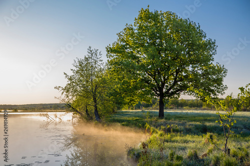 beautiful summer landscape, tree in soft sunlight by the lake © vitec40