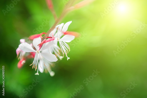 Blooming white flowers in the sunlight. Blurred green nature background. Macro image, shallow depth of field.