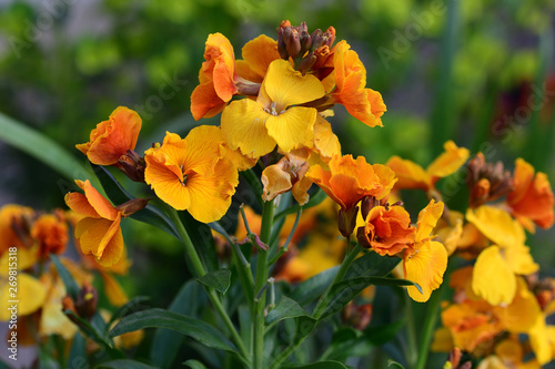 Close up of yellow erysimum (wallflower) flowers in bloom