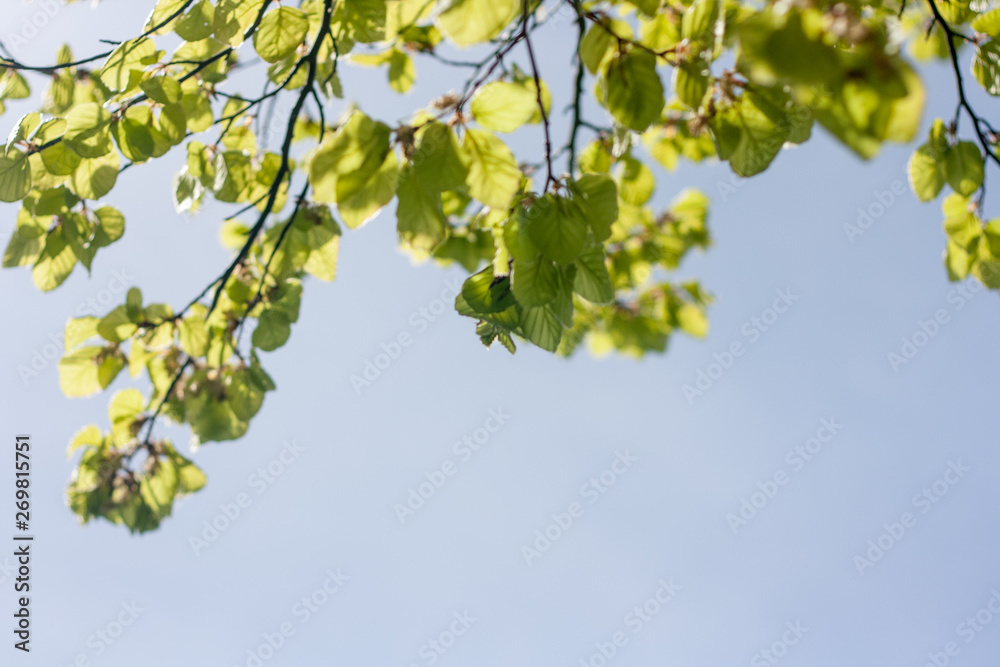 Close up of natural green leaves. Beautiful tree background Close up of natural green leaves. Beautiful tree background