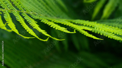 Fototapeta Naklejka Na Ścianę i Meble -  Fern leaves, green leaves of the forest flower. Blurred green bokeh. Spring floral background with green leaves, grass. Sunshine, summer.
