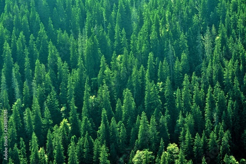 Fototapeta Naklejka Na Ścianę i Meble -  fir forest seen from above