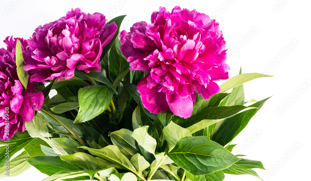 flowers peonies are on the table flowers peonies are on the table