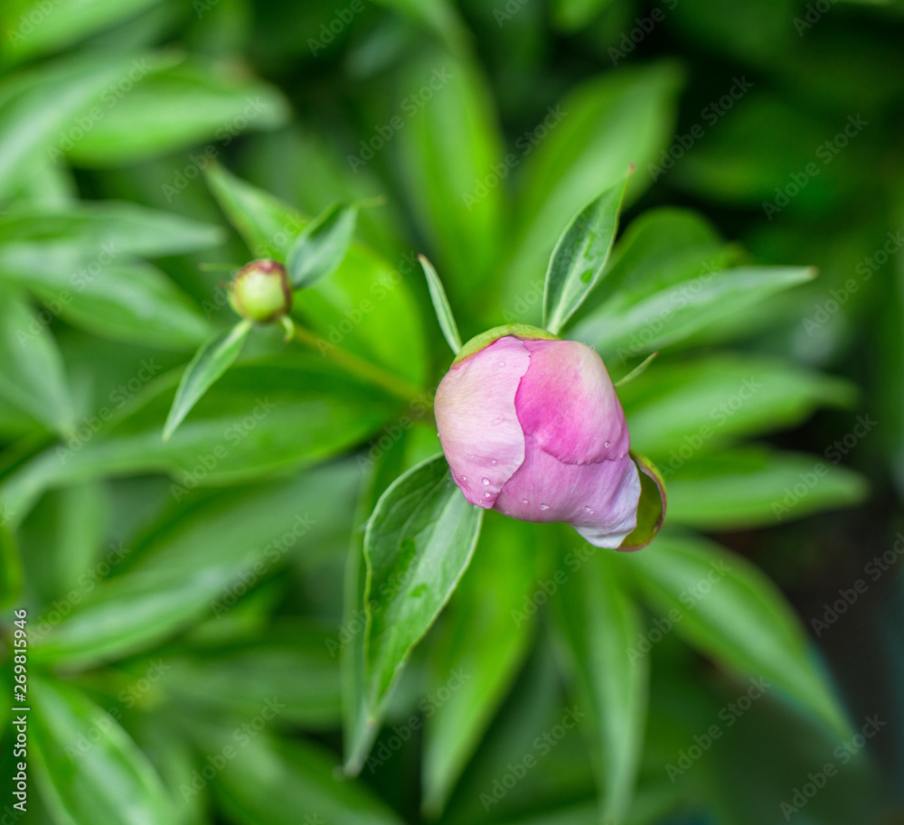 pink peony bud in dense leaves on a green background pink peony bud in dense leaves on a green background
