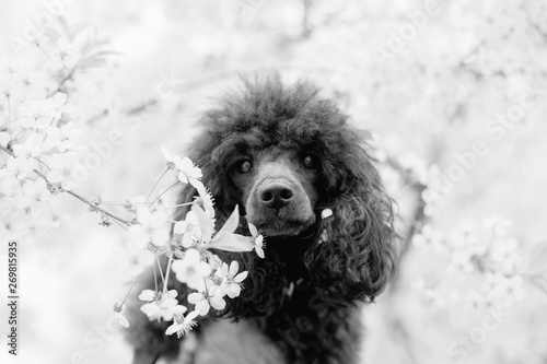 black poodle in spring cherry blossom flowers, black and white image