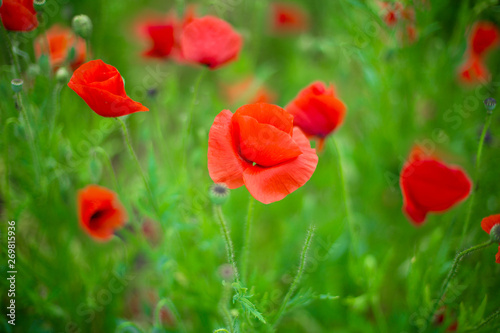 red poppies in green grass closeup, blurred background