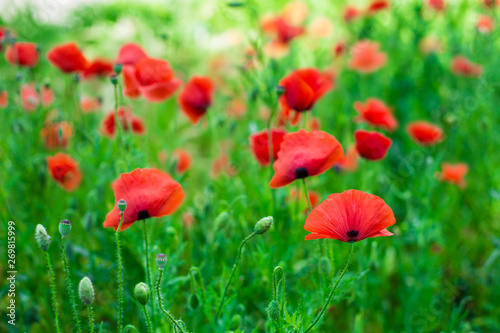 red poppies in green grass closeup, blurred background