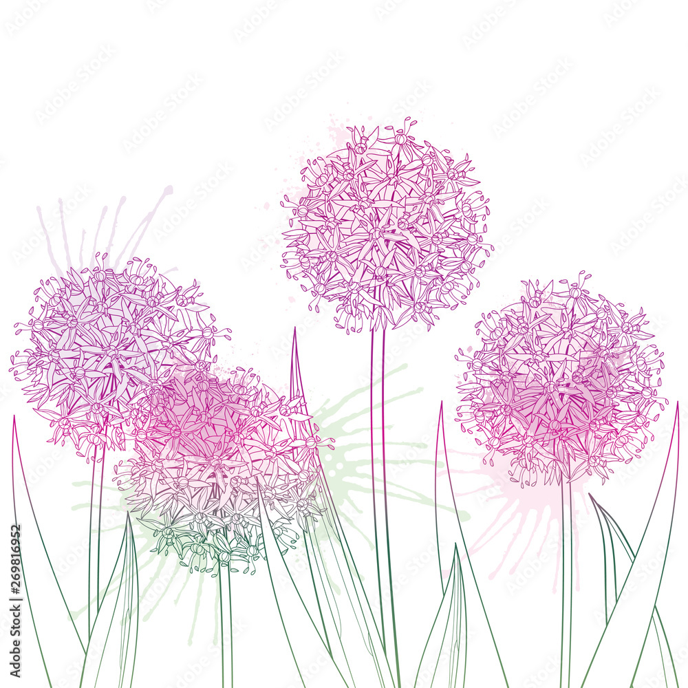 Bunch of outline Allium giganteum or Giant onion flower in pastel purple isolated on white background. - obrazy, fototapety, plakaty 
