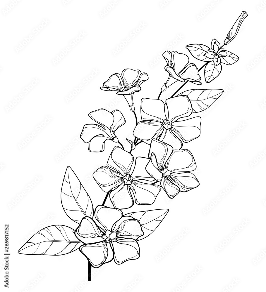 periwinkle flower drawing