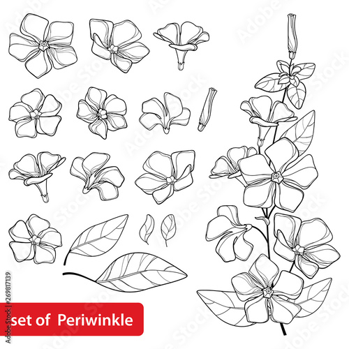 Set with outline Periwinkle or Vinca flower bunch and ornate leaves in black isolated on white background.